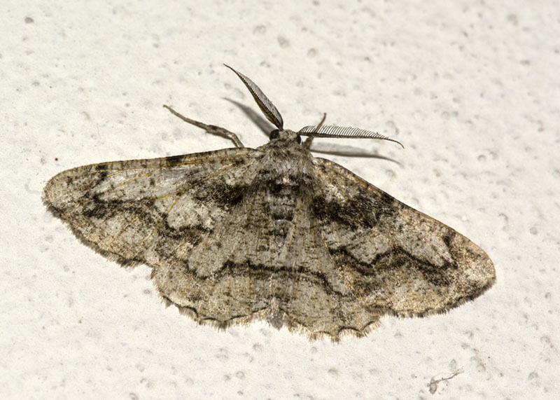 Geometridae - Synopsia sociaria